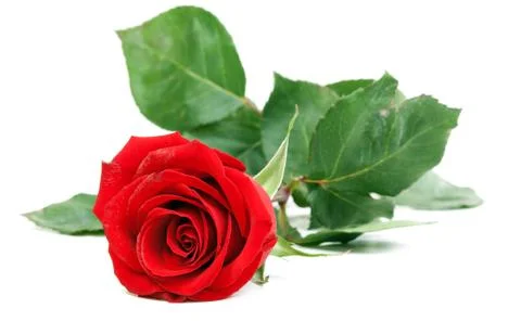 Red rose with green stem Stock Photos