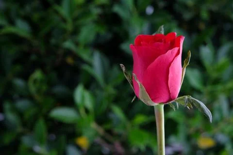 Red rose on green tree background Stock Photos