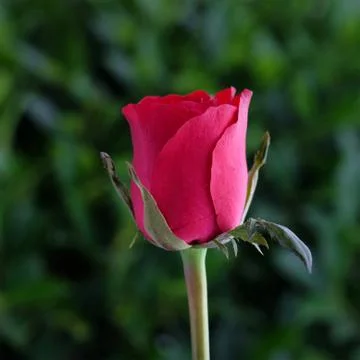Red rose on green tree background Stock Photos
