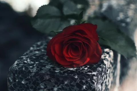Red rose on grey granite tombstone outdoors, closeup Stock Photos