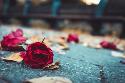 Red rose on the ground Stock Photos