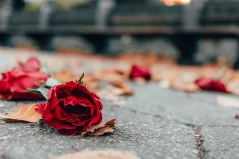 Red rose on the ground Stock Photos