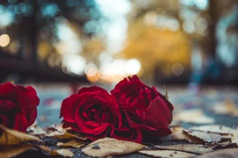 Red rose on the ground Stock Photos