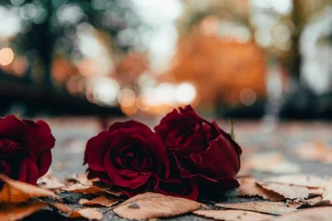Red rose on the ground Stock Photos
