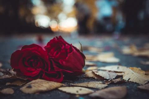 Red Rose on the ground Stock Photos