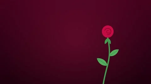 Red rose growing from a stem and blooming open on burgundy with copy space Vídeos de archivo 348622193