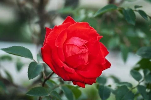 Red rose growing in the wild on a green natural background Stock Photos