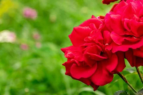 Red rose grows against a background of greenery Stock Photos