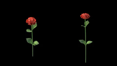 Red Rose Growth Vídeos de archivo 104597358