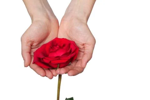 Red rose in hands over white background. Space for your text Stock Photos