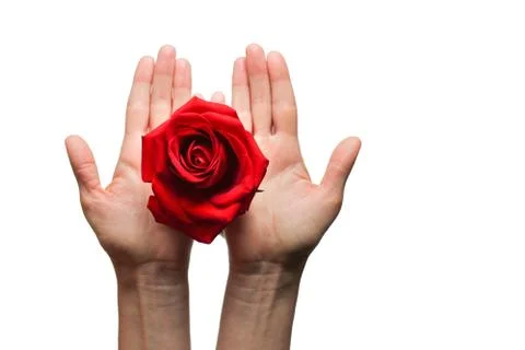 Red rose in hands over white background. Space for your text Stock Photos