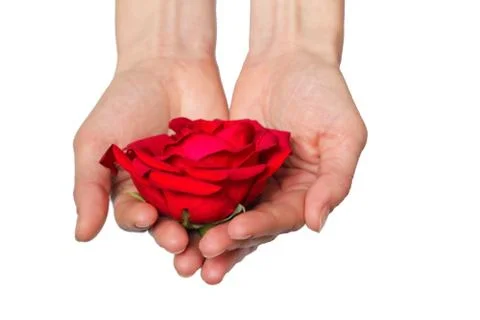 Red rose in hands over white background. Space for your text Stock Photos