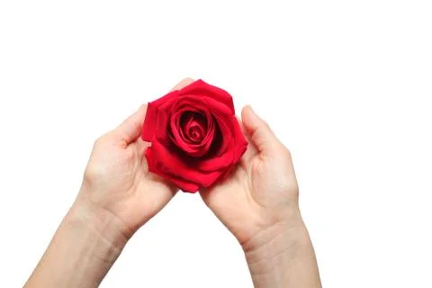 Red rose in hands over white background. Stock Photos