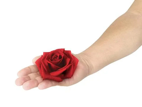 Red rose with hands on white background Stock Photos