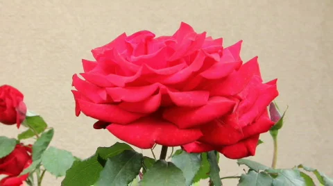Red Rose HD Stock Footage 755920