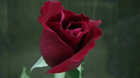 Red rose hdp Video stock 343078