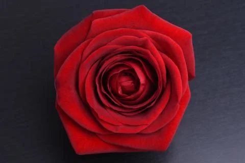 Red rose head Foto stock