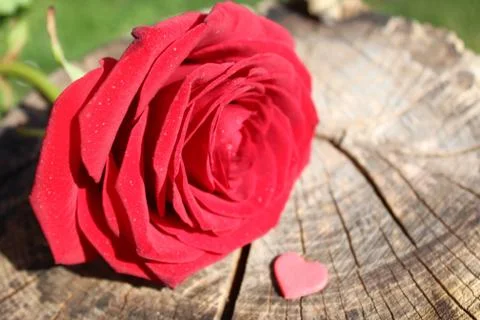 A red rose with hearts on a tree trunk Stock Photos