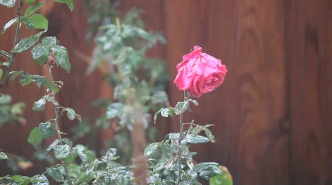 Red rose in heavy rain Stock Footage 47782054