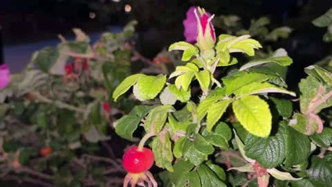 Red Rose Hip and Pink Flower on Rose Bush Stock Footage 343341223