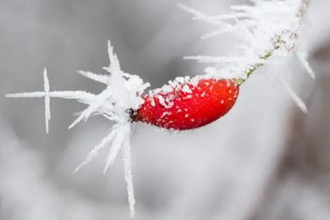 Red rose hip Foto stock