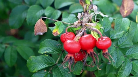 Red Rose Hips on a branch Stock Footage 201616035