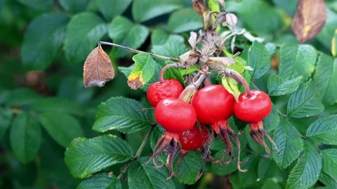 Red Rose Hips on a branch Stock Footage 214768066