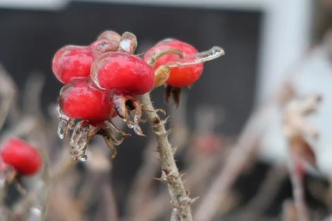 Red rose hips covered with a thin ice crust, frost, icing Stock Photos