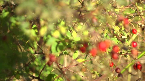 Red Rose Hips Stock Footage 30395563