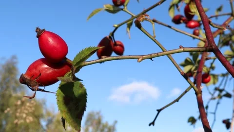 Red rose hips Stock Footage 255966225