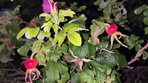 Red Rose Hips on Green Rose Bush Video stock 343341182