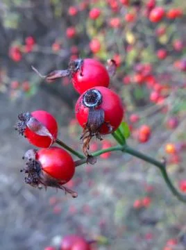 Red rose hips Foto stock