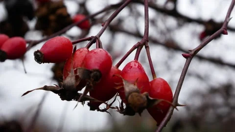 Red rose hips with raindrops on a tree branch with flying leaves in late autumn Stock Footage 317750409