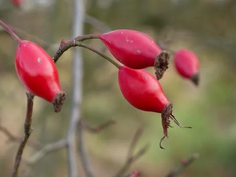 Red rose-hips, the ripe fruit of the wild rose Stock Photos