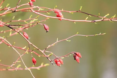 Red rose hips on thin branches with fresh green buds under bright sunlight .. Stock Photos