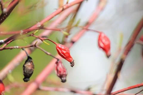 Red rose hips on thin branches with fresh green buds under bright sunlight .. Foto stock