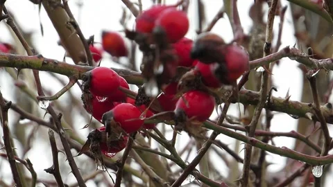 Red rose hips in winter with ice droplets Stock Footage 144765795