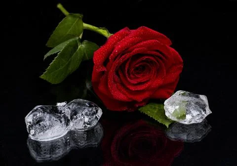 Red rose with ice on black background, wallpaper, valentine, top view, flat s 스톡 일러스트