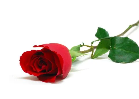 Red rose Stock Illustration