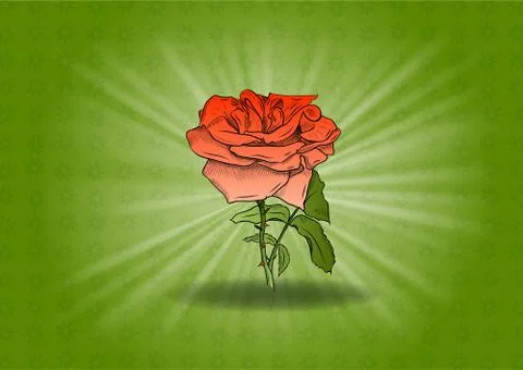 Red rose Illustrazione stock