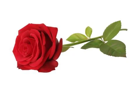 Red Rose Stock Illustration