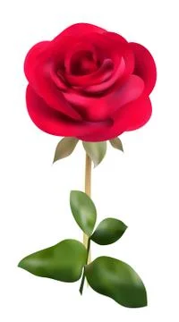 Red rose Illustrazione stock
