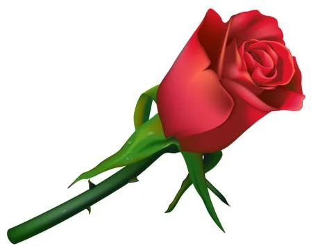 Red Rose Stock Illustration