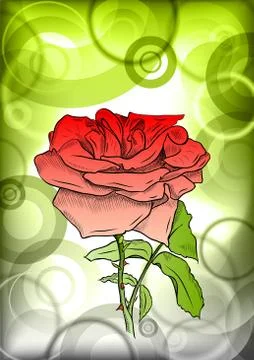 Red rose Illustrazione stock