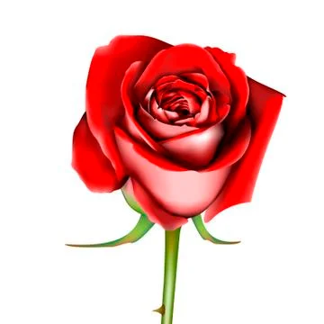 Red Rose Stock Illustration
