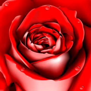 Red rose Illustrazione stock