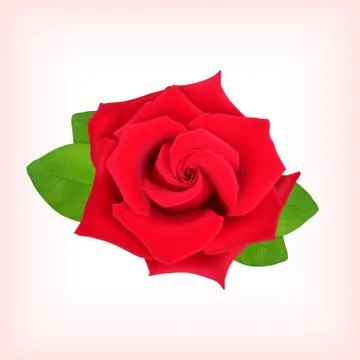 Red rose Stock Illustration