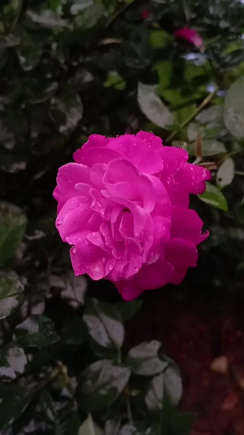 Red rose from indonesia Stock-Footage 279698051