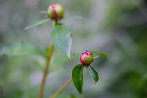 Red rose infested by ants macro 写真素材