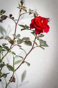 Red rose as the interior Stock Photos